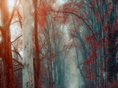 Ildiko Neer